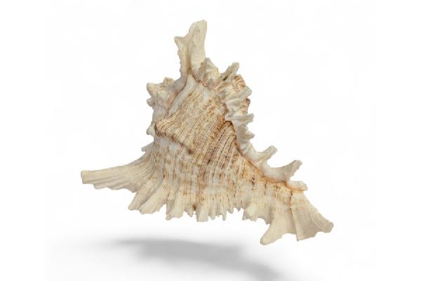 OR0064