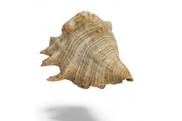 OR0065
